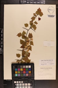 Crataegus pruinosa image