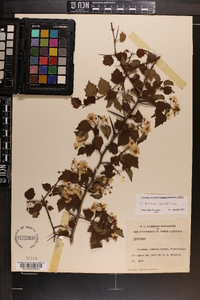 Crataegus pruinosa image