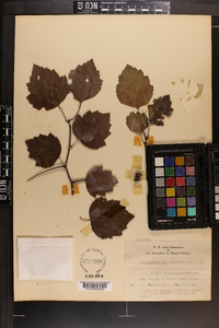 Crataegus pruinosa image