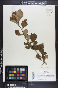 Crataegus punctata image