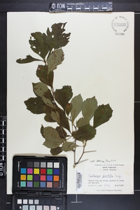 Crataegus punctata image