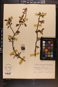 Crataegus opaca image