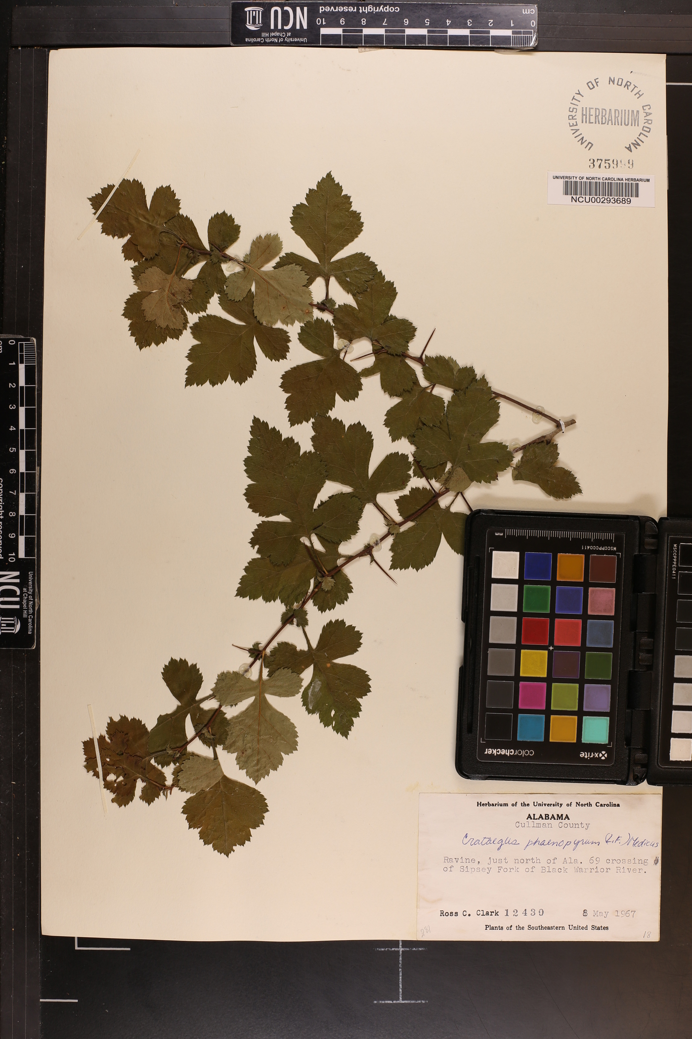 Crataegus phaenopyrum image