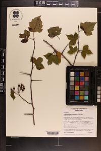 Crataegus phaenopyrum image