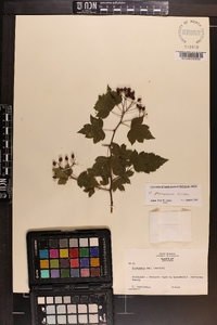 Crataegus phaenopyrum image