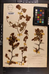 Crataegus ouachitensis image