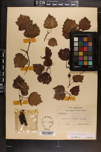 Crataegus pruinosa image