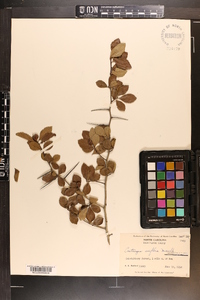 Crataegus uniflora image