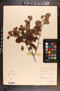 Crataegus uniflora image