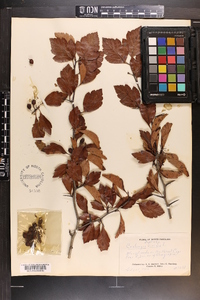 Crataegus viridis image