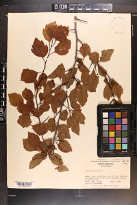 Crataegus viridis image