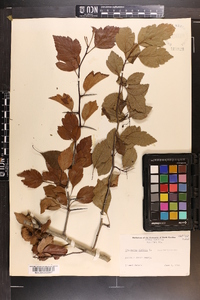 Crataegus viridis image