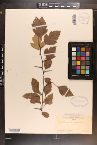 Crataegus viridis image