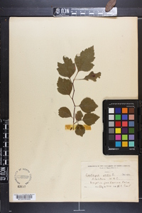 Crataegus viridis image