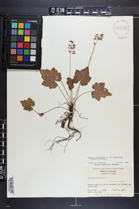 Tiarella cordifolia image