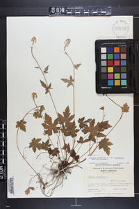 Tiarella cordifolia var. cordifolia image