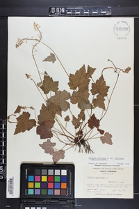 Tiarella cordifolia var. cordifolia image