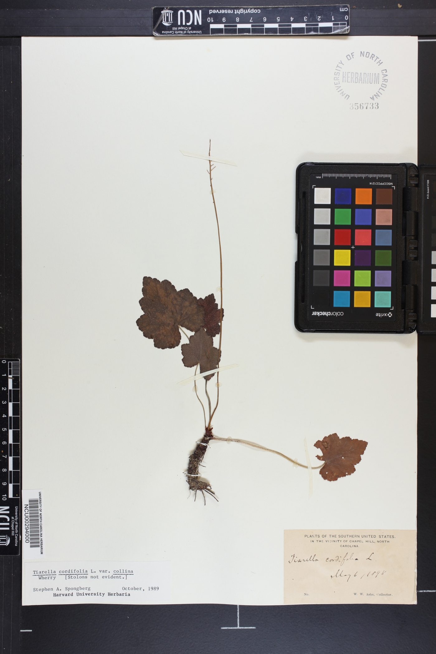 Tiarella cordifolia var. cordifolia image