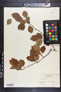 Crataegus viridis image