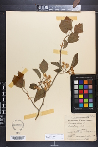 Crataegus viridis image