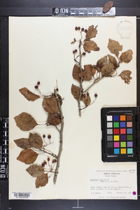 Crataegus viridis image