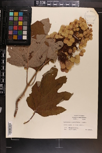 Hydrangea quercifolia image