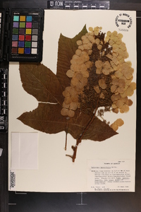 Hydrangea quercifolia image