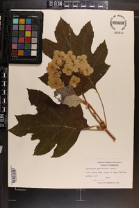 Hydrangea quercifolia image