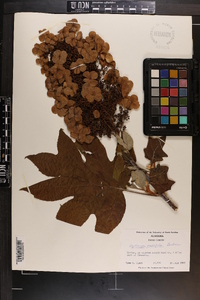 Hydrangea quercifolia image