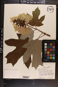 Hydrangea quercifolia image