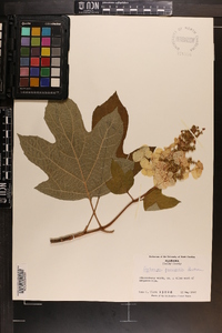 Hydrangea quercifolia image