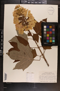 Hydrangea quercifolia image