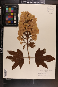 Hydrangea quercifolia image