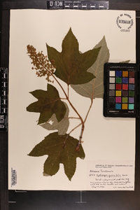 Hydrangea quercifolia image