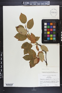 Amelanchier laevis image