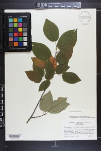 Amelanchier laevis image