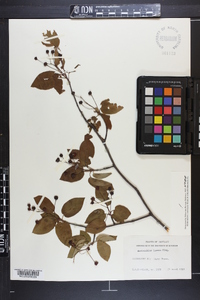 Amelanchier laevis image