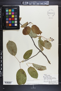 Amelanchier laevis image