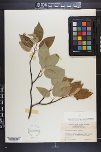 Amelanchier laevis image