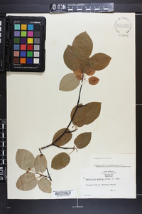 Amelanchier laevis image