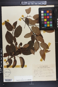 Amelanchier laevis image