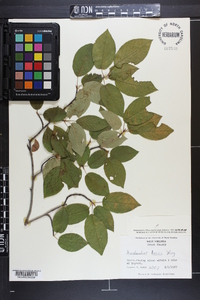 Amelanchier laevis image