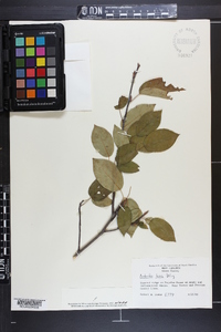 Amelanchier laevis image