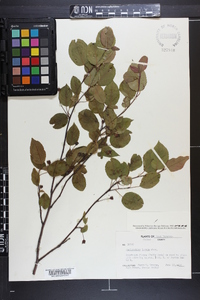 Amelanchier laevis image