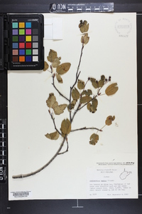 Amelanchier laevis image