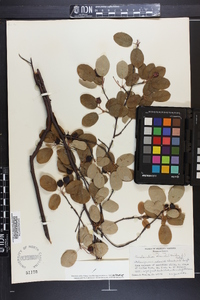 Amelanchier obovalis image