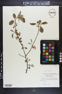 Amelanchier stolonifera image