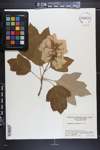 Hydrangea quercifolia image