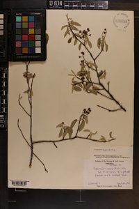 Amelanchier canadensis image