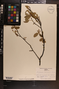 Amelanchier canadensis image